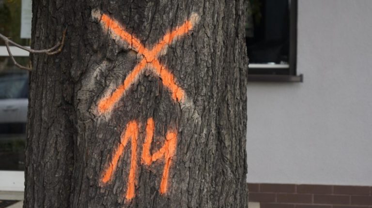 Przy ul. Toszeckiej wytną 46 drzew