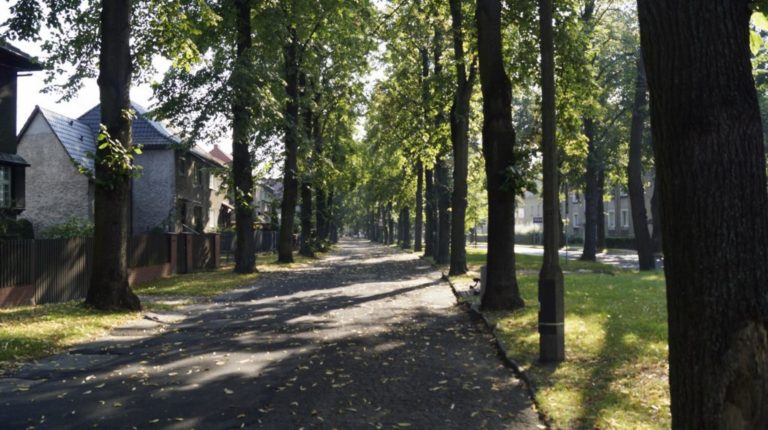Wraca temat alei Mickiewicza. Co z lipami?