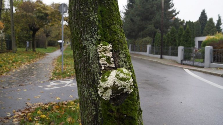 Kolejna duża wycinka w Gliwicach. Zniknie 50 drzew