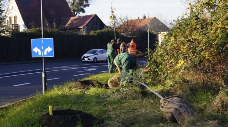 Zielone ekrany w Gliwicach. Są też nasadzenia w centrum miasta