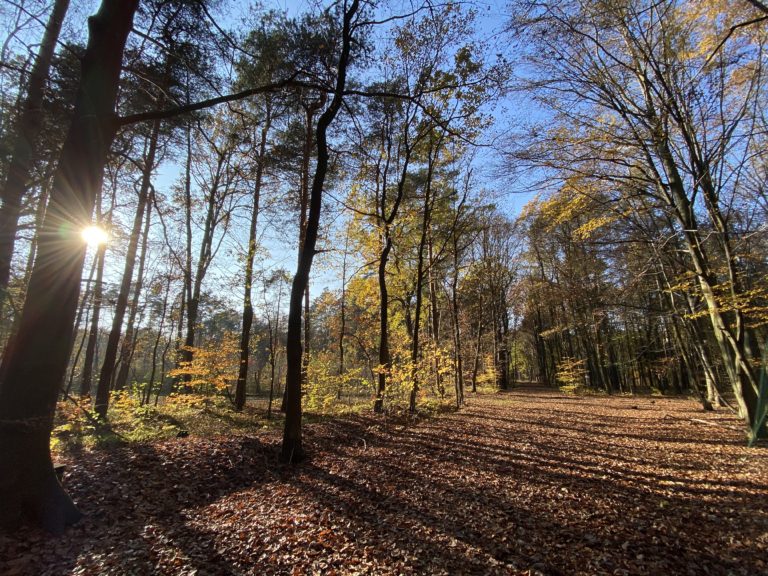 Mieszkańcy mają posprzątać las. Akcję współorganizuje ZDM