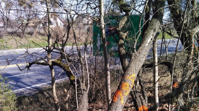 Utrudnienia na DK88. Będą przycinać drzewa