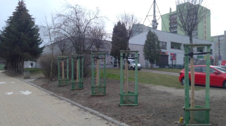 Drzewa zniknęły ze skweru przy ul. Zwycięstwa. Wiemy, gdzie je przeniesiono