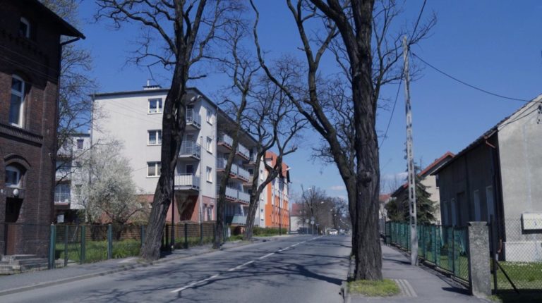 Kolejne 22 drzewa w Gliwicach do wycięcia