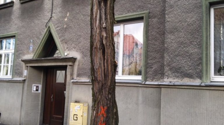 Kolejna wycinka drzew w Gliwicach. Tym razem na ul. Długosza