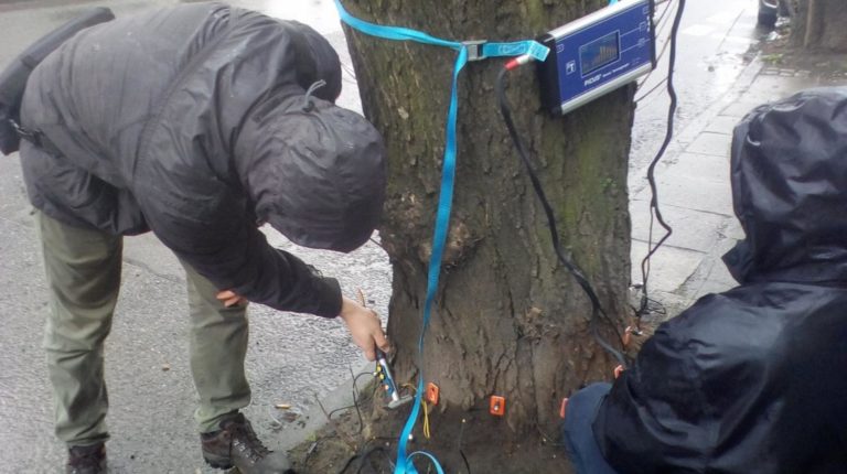 Wytną kolejne drzewa. Ich stan badano tomografem