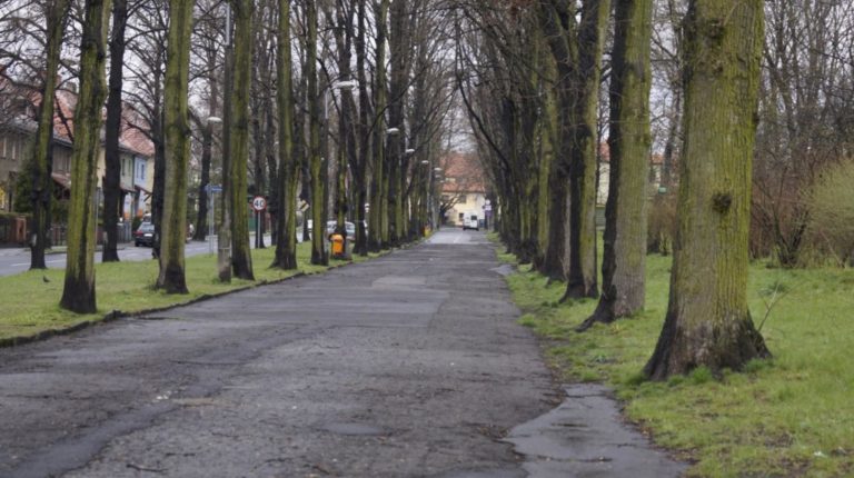 Co z al. Mickiewicza? Czy lipy są bezpieczne?