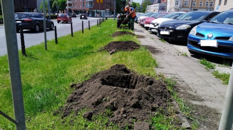 Sadzą drzewa przy ul. Dworcowej