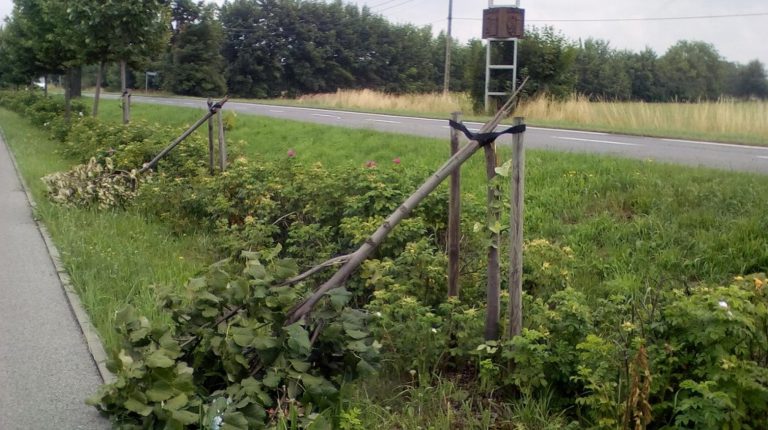 Młode drzewka połamane. Akcja wandali