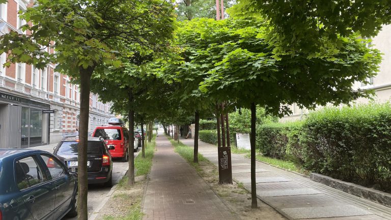 Wielka wycinka na al. Korfantego. Władze Gliwic nienawidzą drzew?