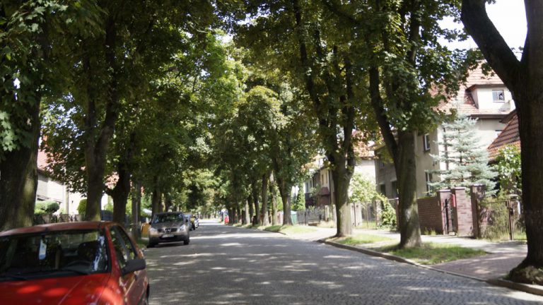 Spokojnie, to nie wycinka drzew