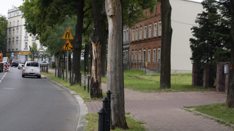 Z gliwickich ulic zniknie 100 drzew, ale będą też nasadzenia