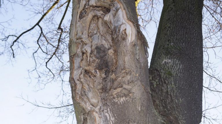 Grudniowa wycinka drzew w Gliwicach. Znikną 53 sztuki