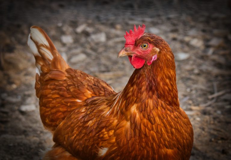 Grypa ptaków blisko Gliwic. Lekarz weterynarii wydał ostrzeżenie