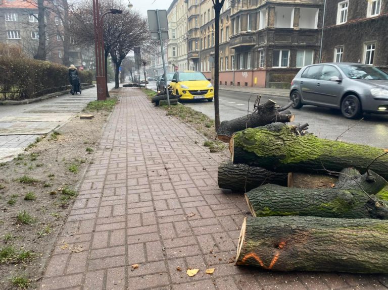 Trwa wycinka drzew na al. Korfantego