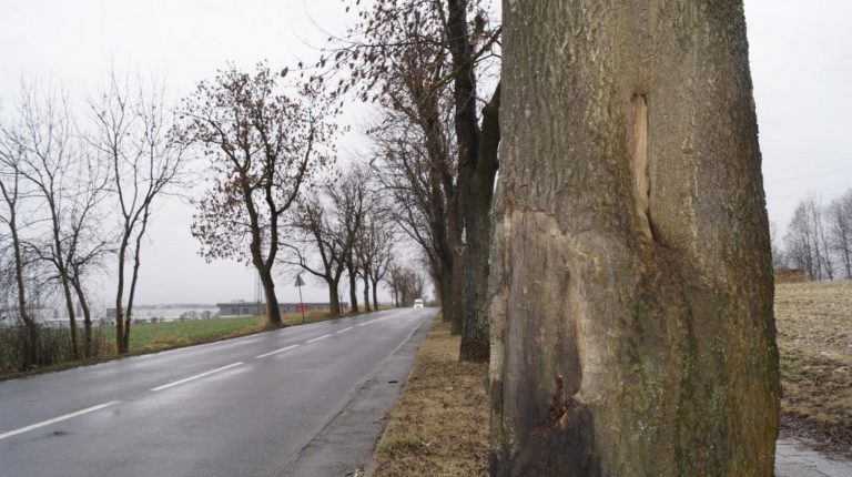 ZDM pochwalił się, ile posadzi drzew. Zapomniał wspomnieć, ile wytną