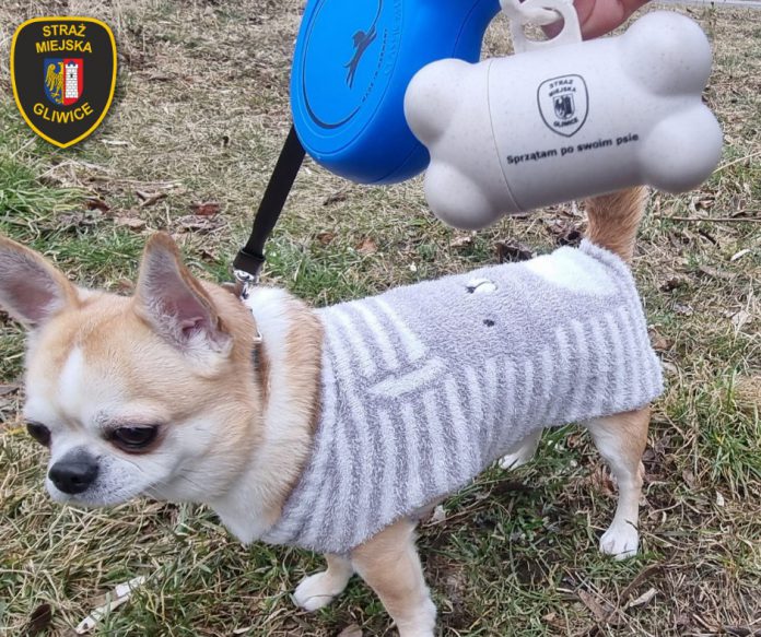 pies Gliwice