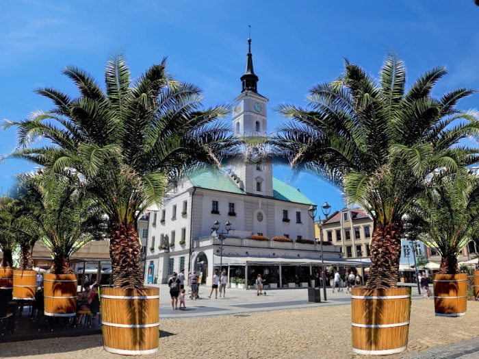palmy rynek gliwice