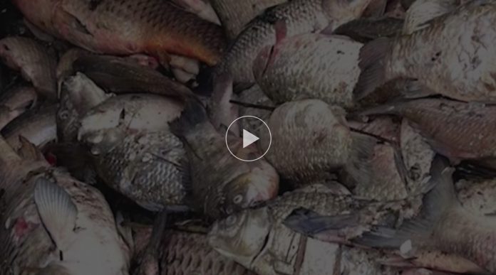 ryby kanal gliwicki tvp