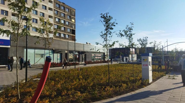 Niewielkie drzewka pojawiły się na pl. Piastów