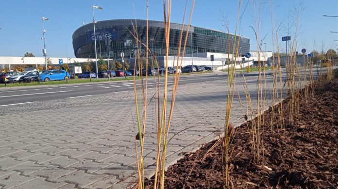 rosliny wieloletnie x