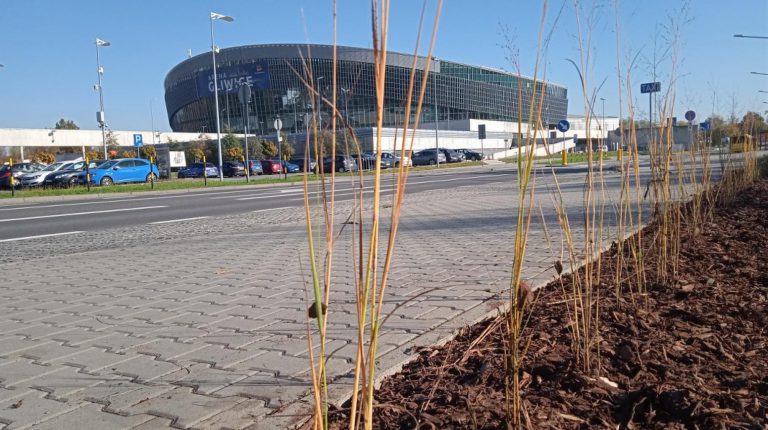 Trawa zastąpi kwiaty. ZDM podjął decyzję