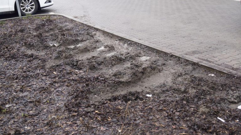 Ktoś wjechał na rośliny. ZDM zawiadamia policję