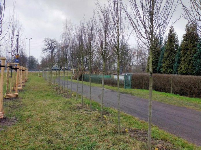 kradziez palikow pionierow x