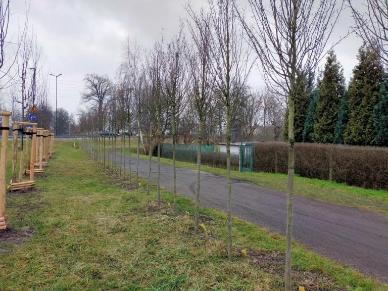 Zniknęły paliki podpierające drzewka, które sadzi ZDM