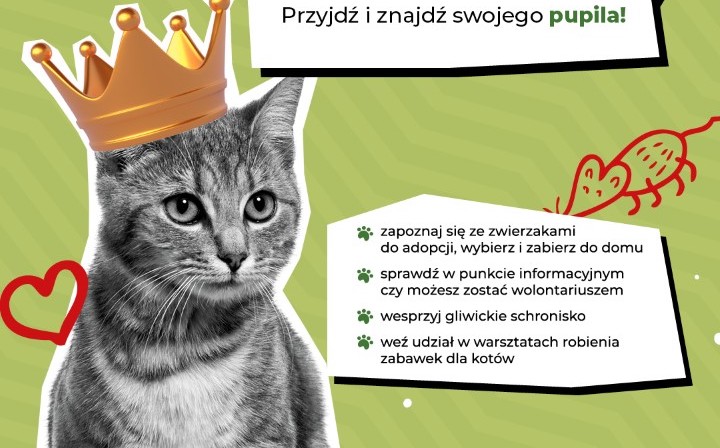Dzień kota w Forum. Przyjdź i adoptuj ze schroniska