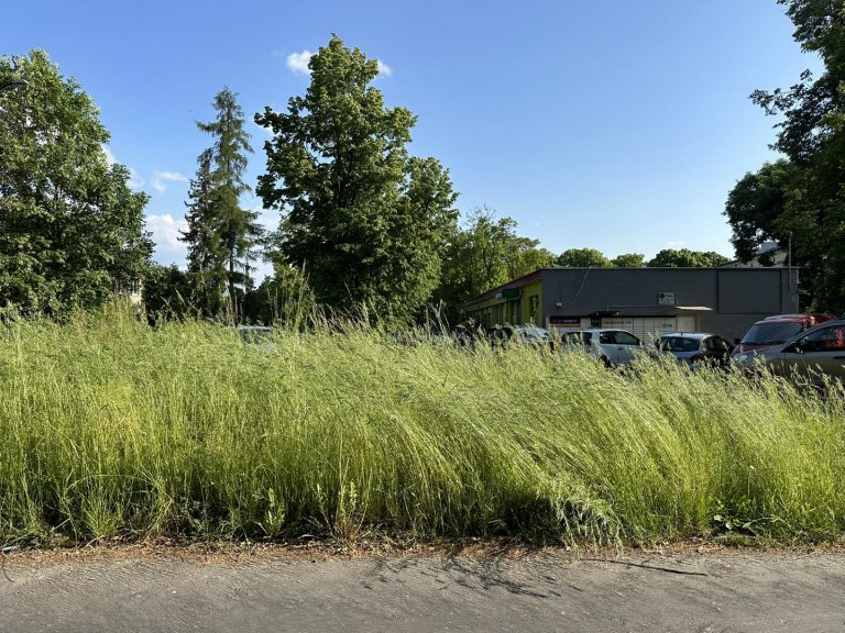 Wysoka trawa utrudnia życie mieszkańcom Gliwic. Wybrano firmy, które będą kosiły