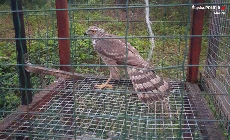 Jastrząb w klatce. Kto zastawił pułapkę na ptaki?