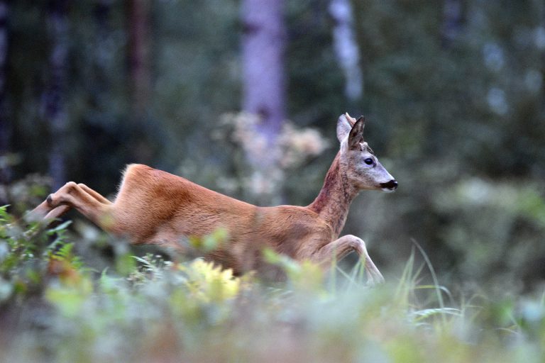 Potrąciła sarnę. 22-latka będzie miała problemy
