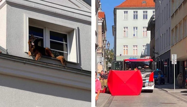 Gliwicka policja wydała komunikat w sprawie śmierci psa