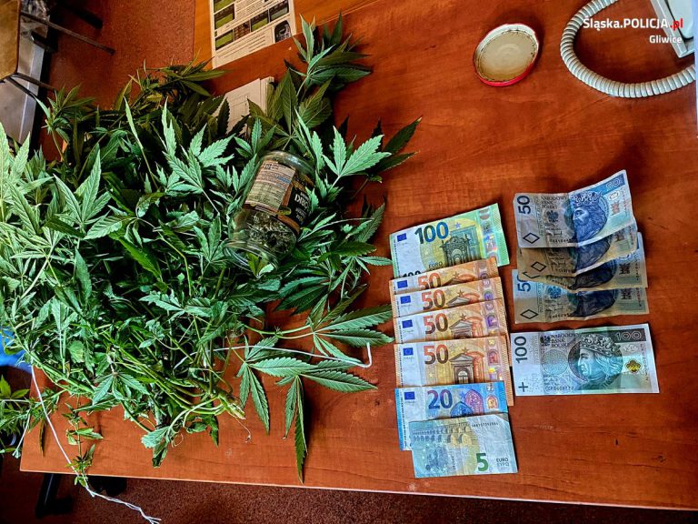 Miał przy sobie liście konopii indyjskiej oraz gotówkę