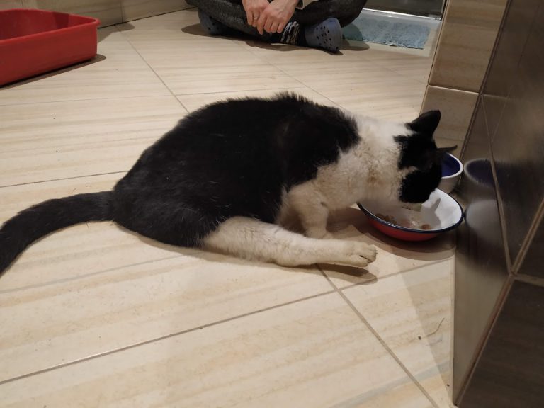 W Gliwicach powstała fundacja pomagająca bezdomnym kotom