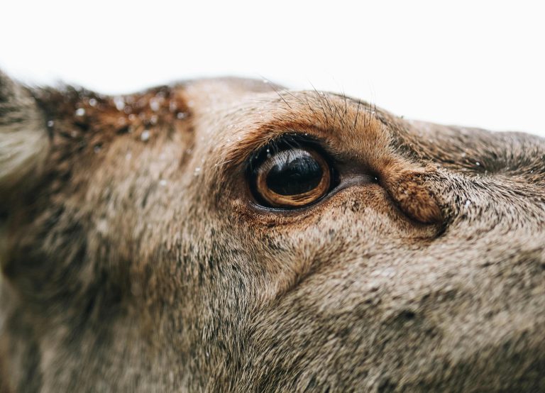 Potrącona sarna leżała na drodze. Policjant musiał użyć broni