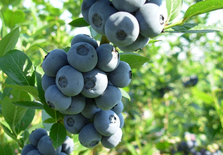 Właściwości zdrowotne borówki amerykańskiej – dlaczego warto ją spożywać?