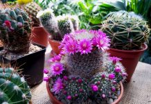 Wystawa kaktusów w Palmiarni IMG