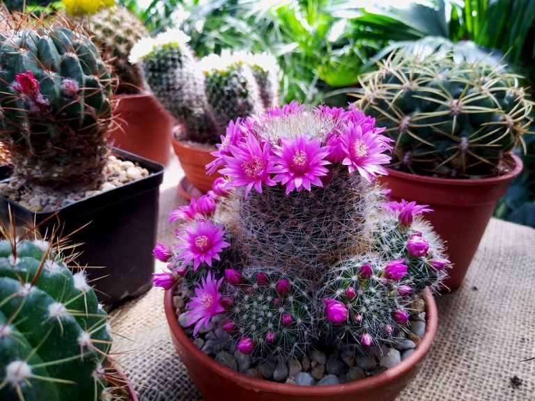 Wystawa kaktusów w Palmiarni