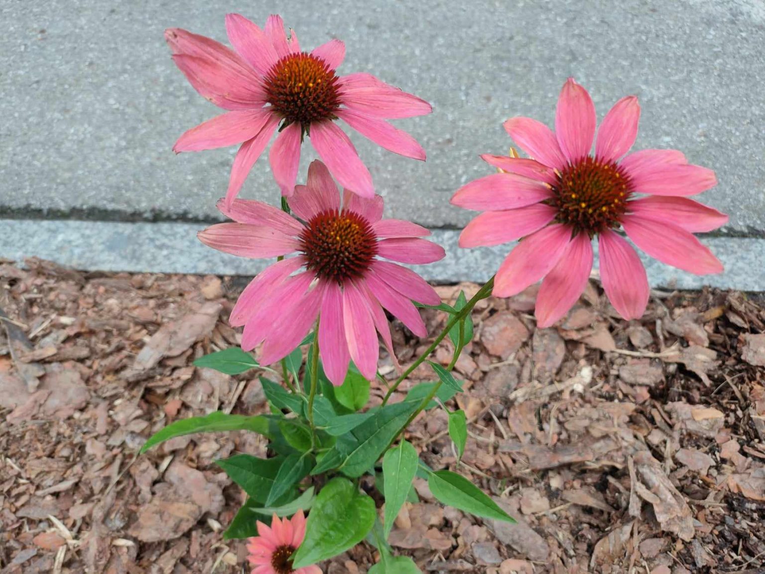 skwer bottrop gliwice