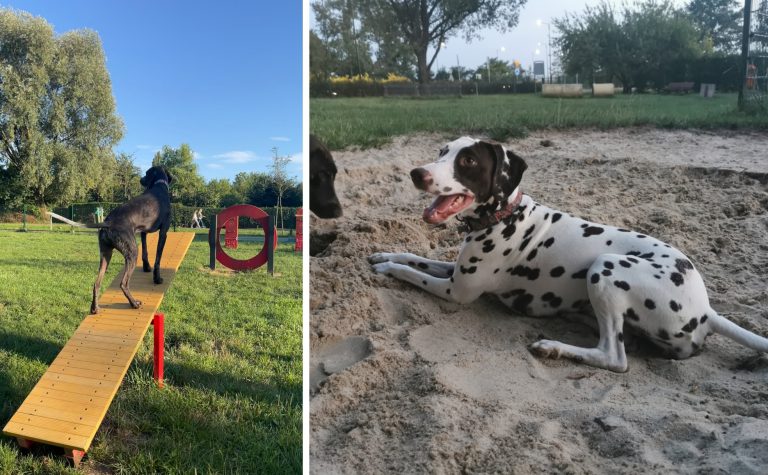 Gliwickie wybiegi dla psów cieszą się popularnością