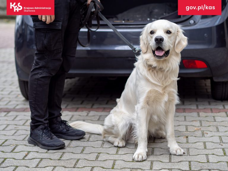 Niemal 1 kg suszu roślinnego z THC w przesyłce z Tajlandii