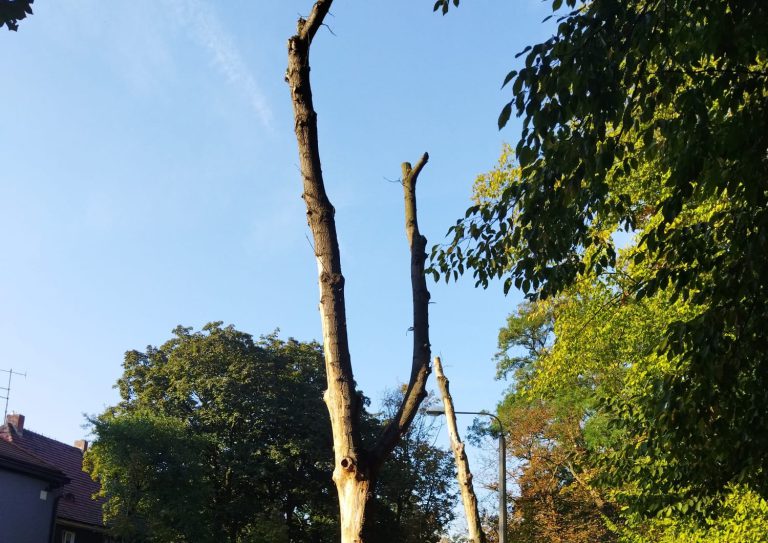 Te drzewa są w złym stanie i trzeba je usunąć. Pojawią się nowe