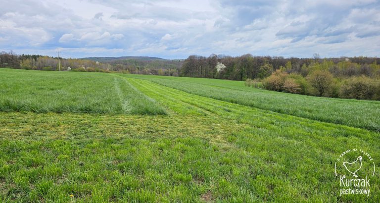 Dobre samopoczucie zaczyna się na talerzu: Wybierz zdrowe produkty od lokalnych gospodarzy/rolników- Kurczak Pastwiskowy