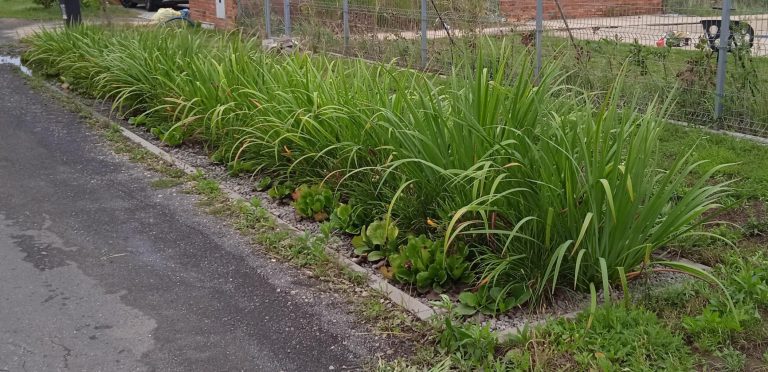 W Gliwicach powstają kolejne ogrody deszczowe