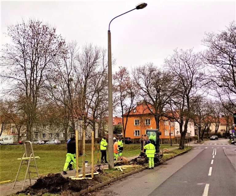 Kolejne nasadzenia drzew w Gliwicach