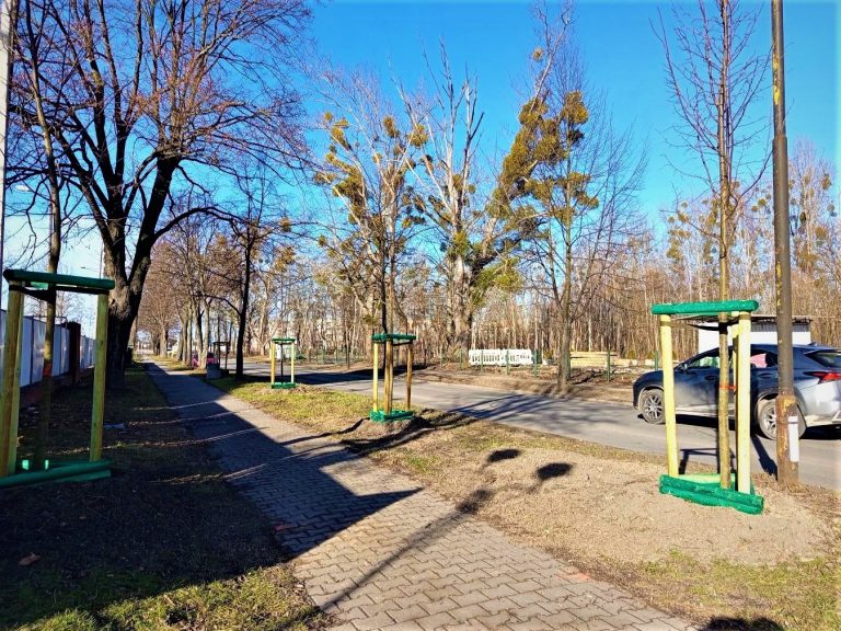 Sadzą lipy przy Sowińskiego. To odtworzenie historycznej alei