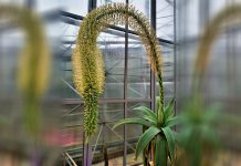 W Palmiarni można zobaczyć… koci ogon agave