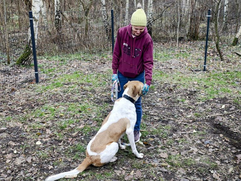 Kącik adopcyjny w gliwickim schronisku dla zwierząt